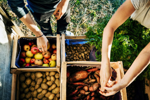 A couple of urban farmers organising crates of freshly harvested fruits and vegetables on a truck, ready to take them to market.