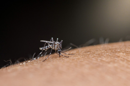 Close-up of a mosquito from the aedes aegypti species sucking blood, known for spreading diseases like dengue and zika.