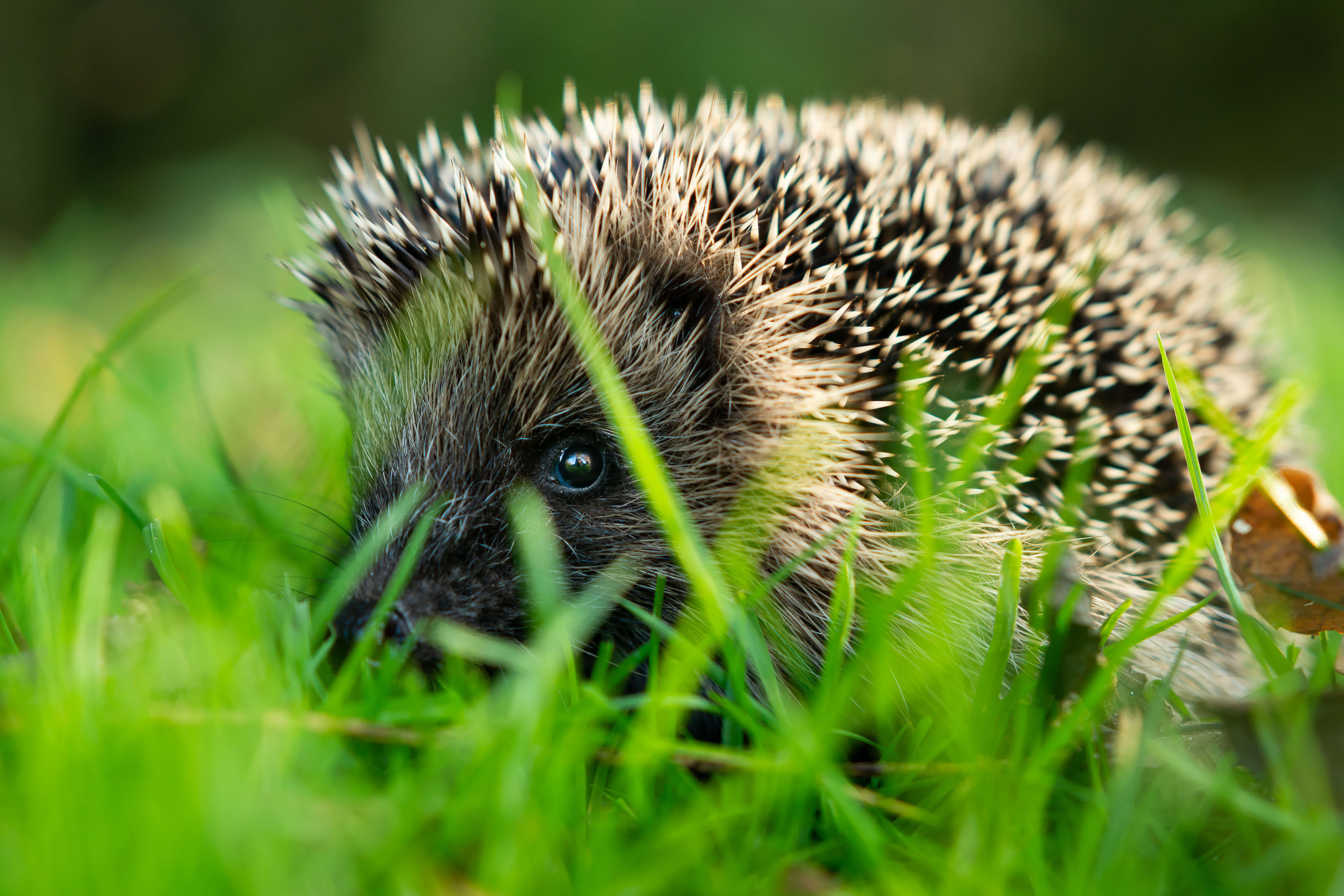Landal GreenParks op de bres voor de egel