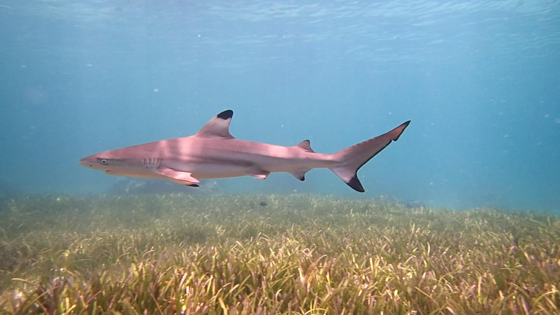 跨出舒適圈的極限旅行！ Booking.com 精選「六個與鯊共游的目的地」！