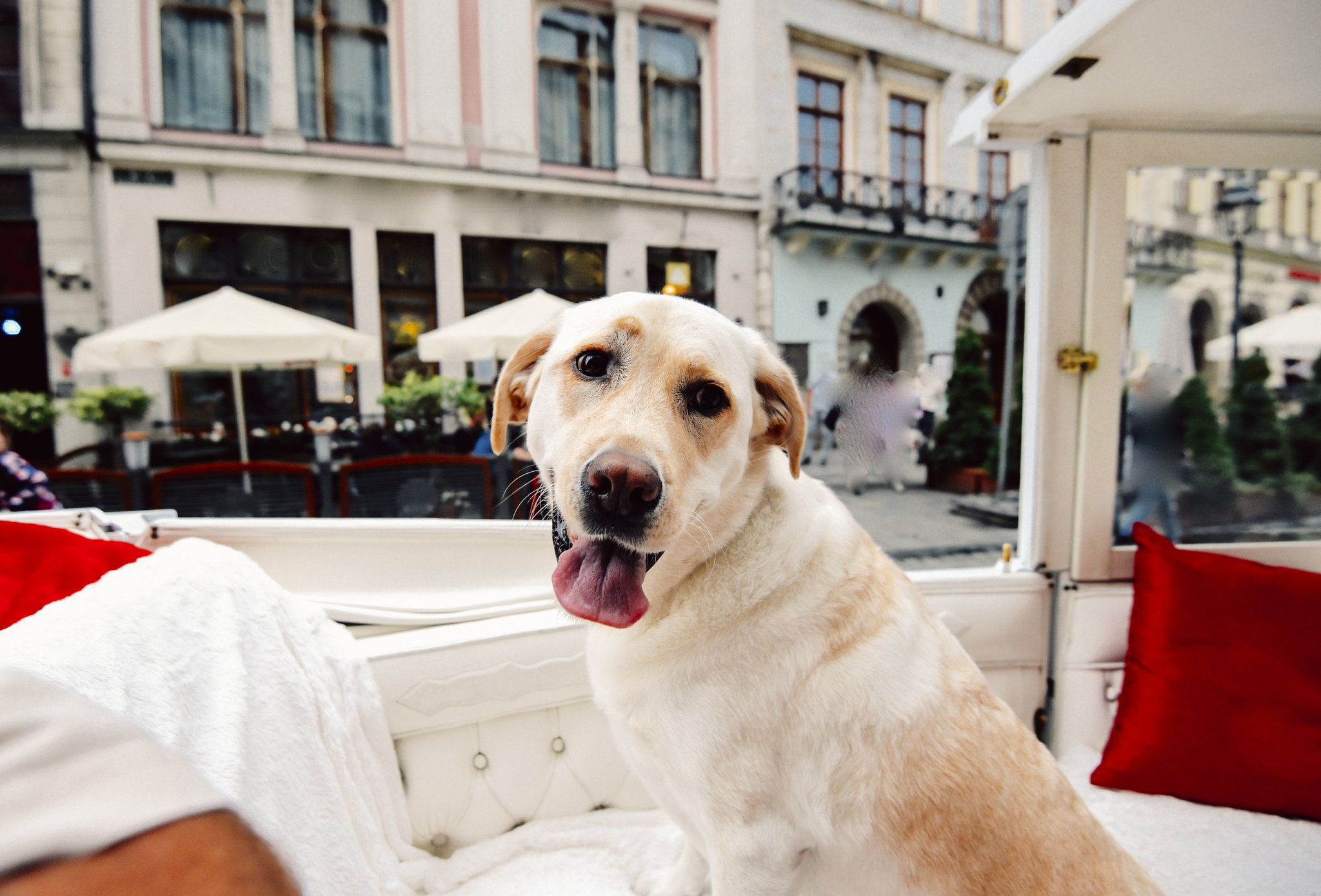Más de la mitad de los viajeros colombianos quieren llevar sus mascotas