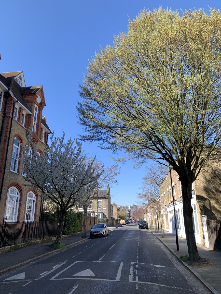 New Hackney tree map launched as planting season finishes