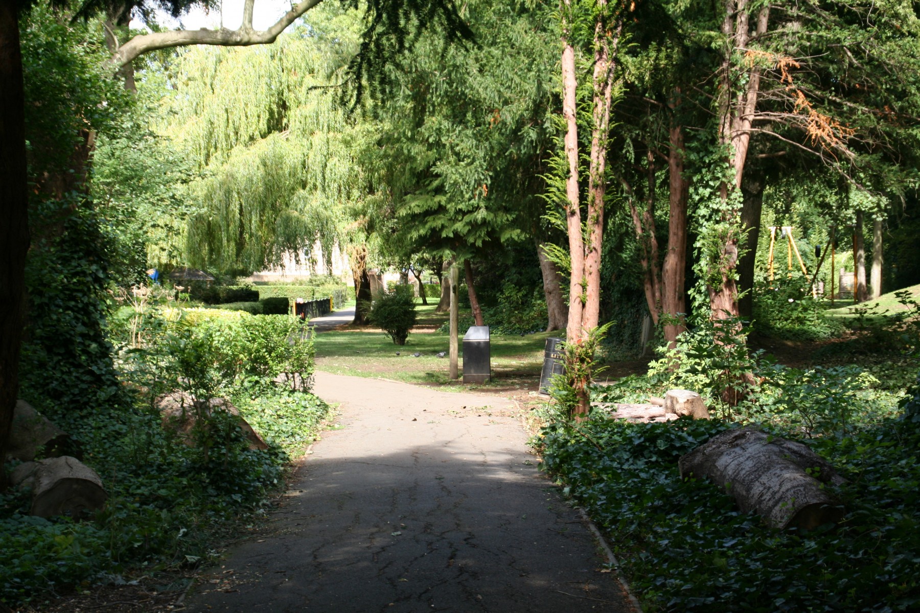 Discover where one of the world's tallest and rarest tree species grows