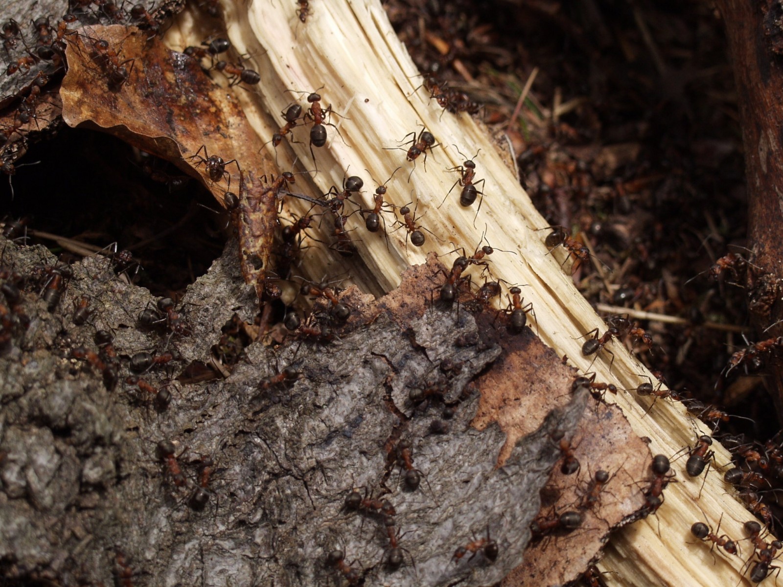 Burnham Beeches wood ants star in Sir David Attenborough’s new series
