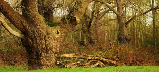 City of London Corporation open spaces to be part of 'Ancient Canopy' to  celebrate Platinum Jubilee