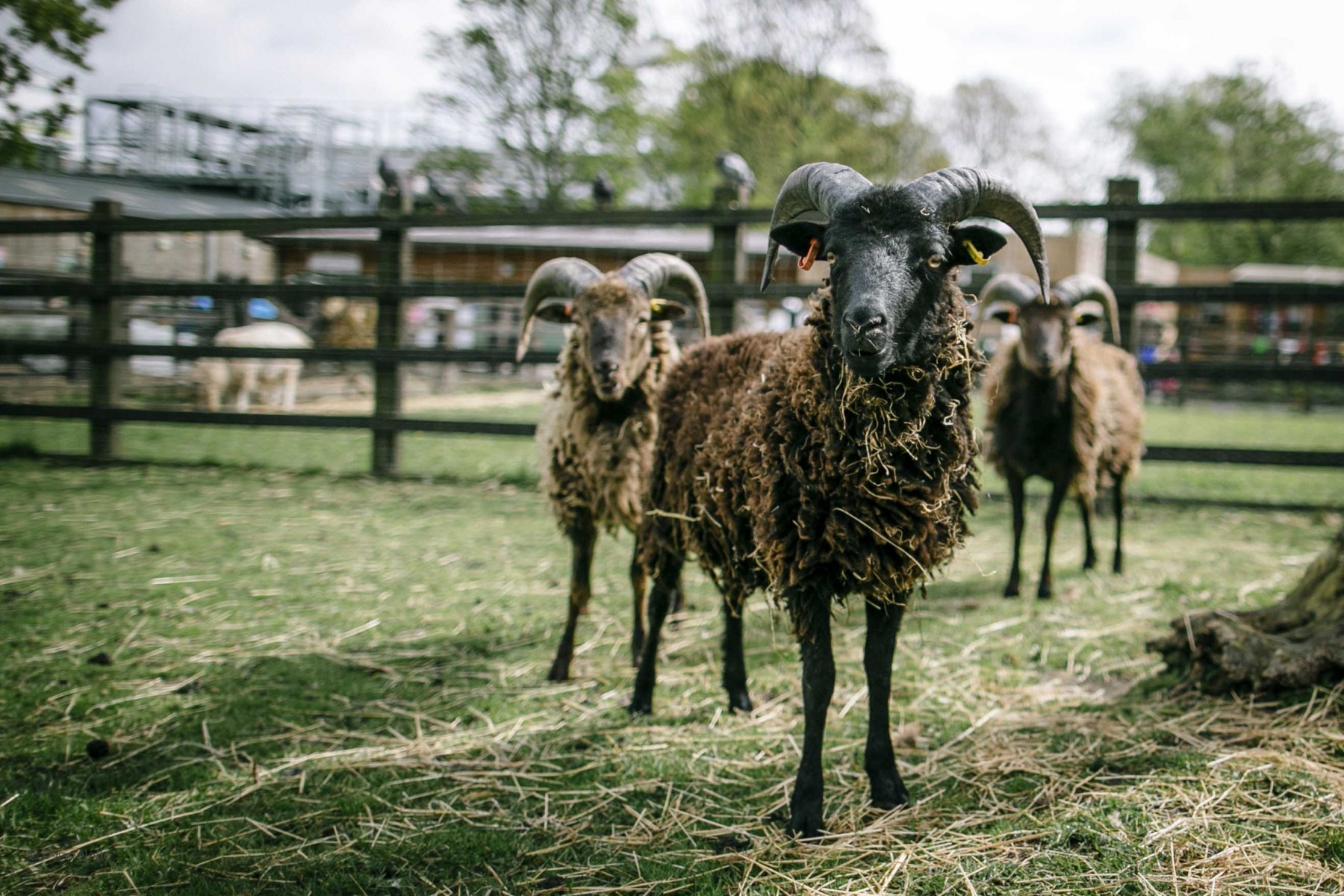 Funding for London farm expansion after land returned by Crossrail