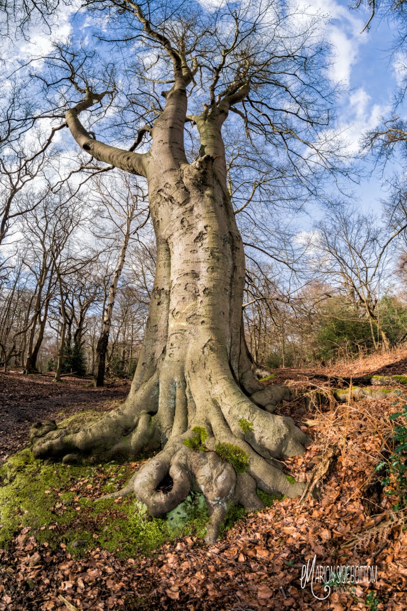 Ancient trees celebrated at Epping Forest