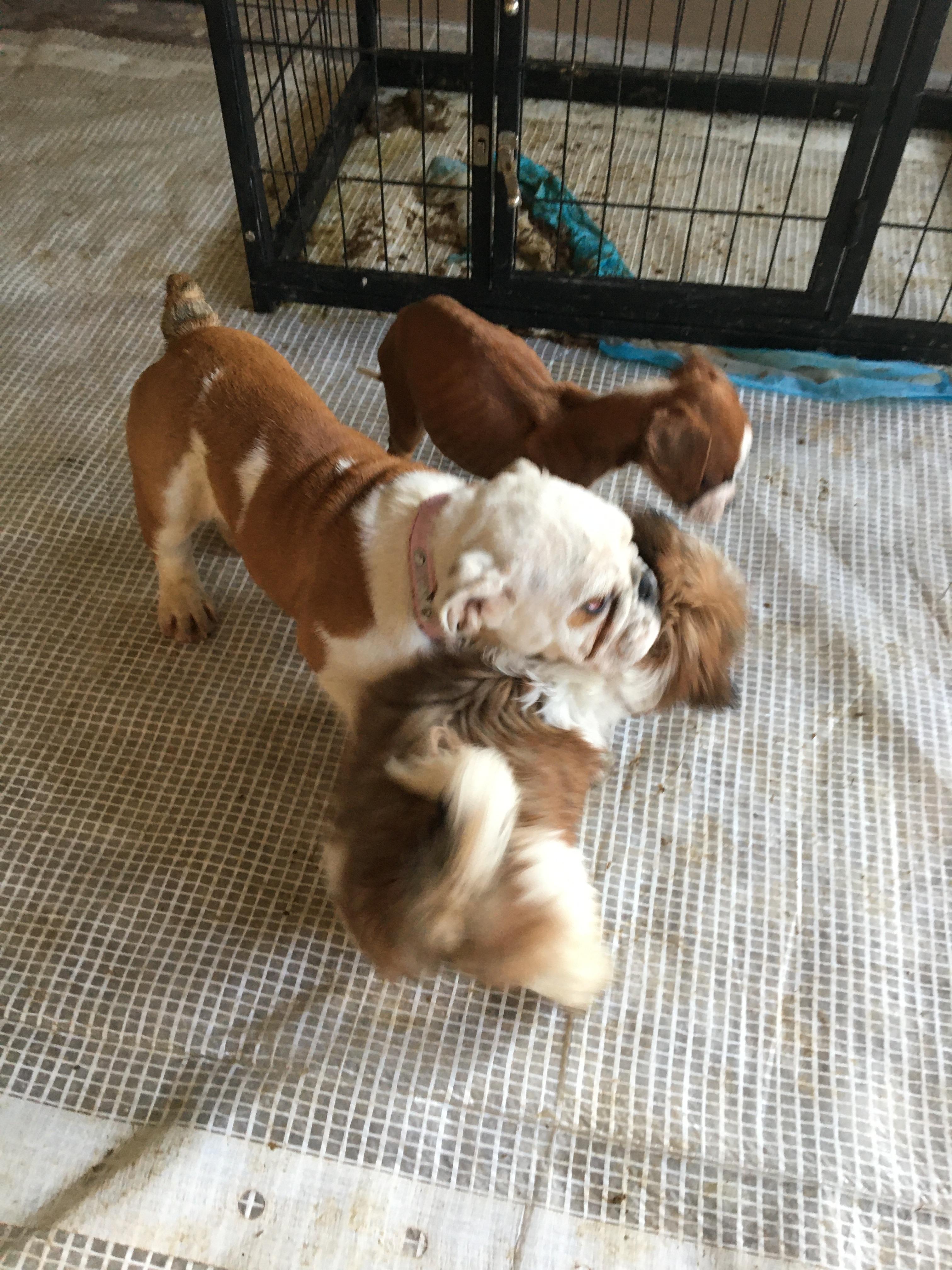 Woman given suspended jail sentence for mistreatment of dozens of animals