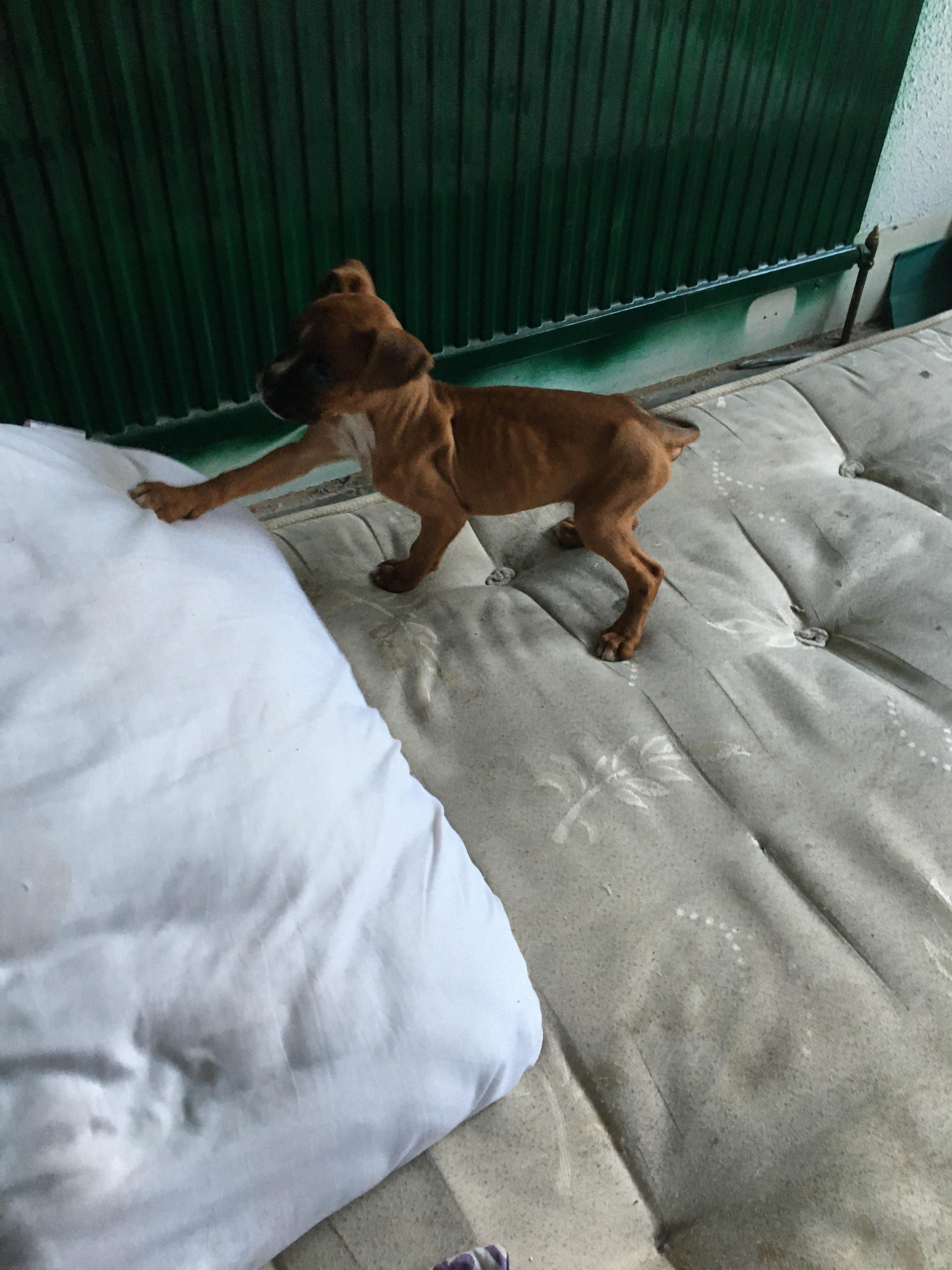Woman given suspended jail sentence for mistreatment of dozens of animals