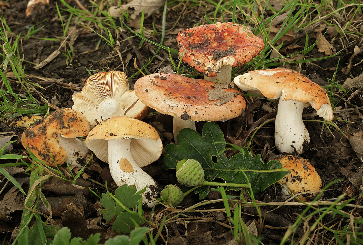 UK’s first confirmed record of rare fungus discovered in Epping Forest UK’s first confirmed record of rare fungus discovered in Epping Forest