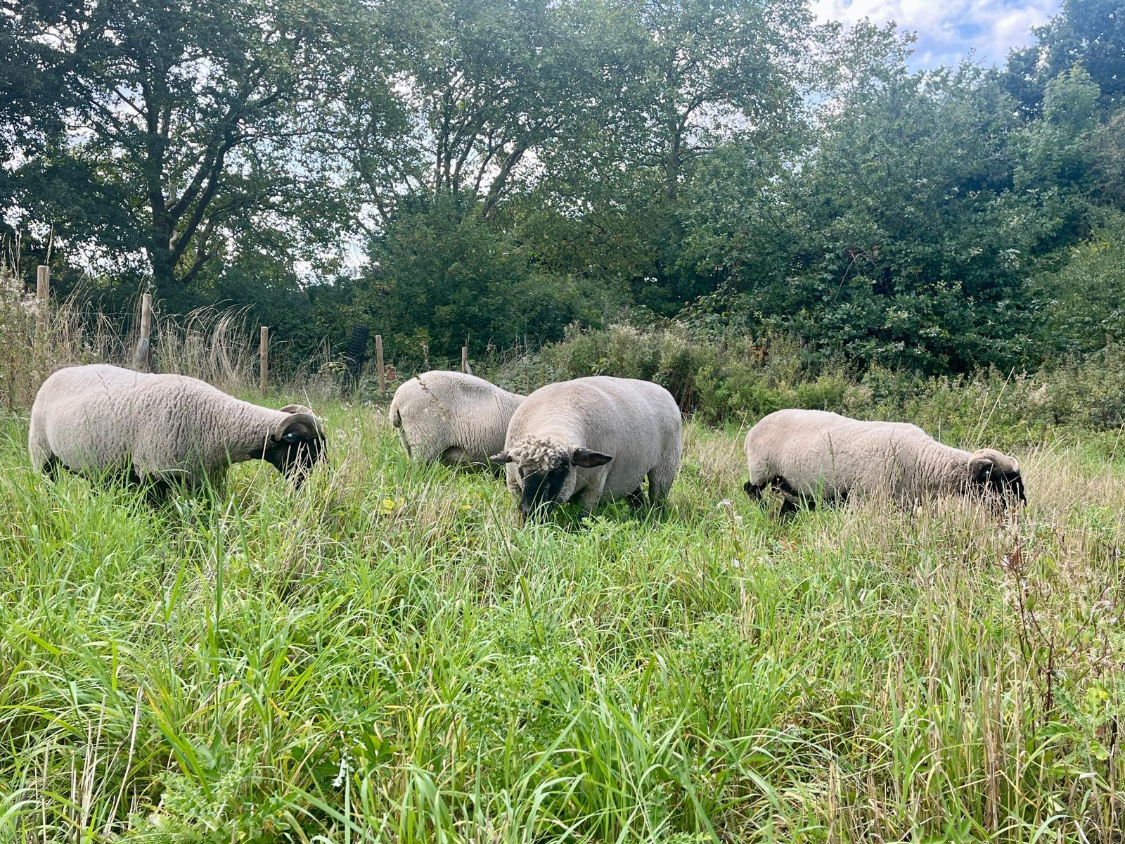 Grazing sheep return to Hampstead Heath Grazing sheep return to Hampstead Heath