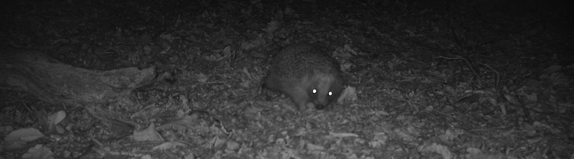 Cameras show spike in number of hedgehog sightings in Highgate Wood Cameras show spike in number of hedgehog sightings in Highgate Wood